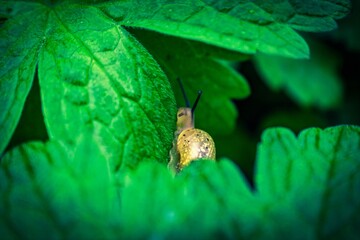 snail on leaf