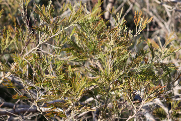 close up of native shrubbery