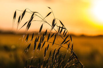 sunset in the field
