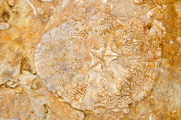 Detail of a fossil of an ancient sea urchin