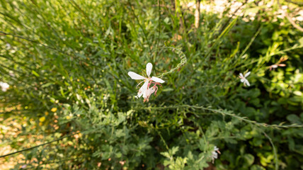 White flowers like flowers floating in the wind in the garden