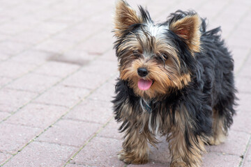A shaggy Yorkshire terrier puppy with protruding tongue is waiting to be played with, close-up, copy space