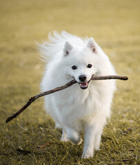 A white Japanese Spitz looking at the camera