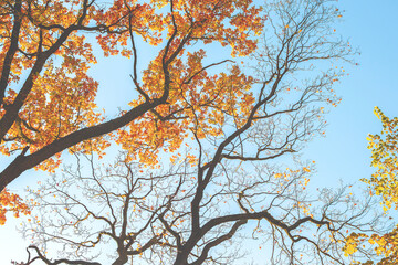 The tops of oak trees in the autumn park. Golden and orange leaves during the fall. Selective focus, vintage toning.