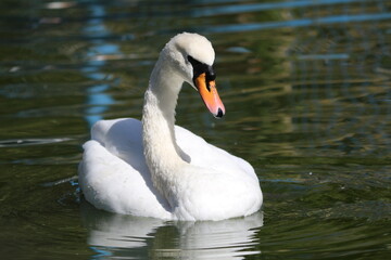 Fototapeta premium A beautiful white swan with an orange beak swims in the green-blue water of a pond on a sunny summer day. Sunlight is reflected in the swan's white plumage. White swan close up.