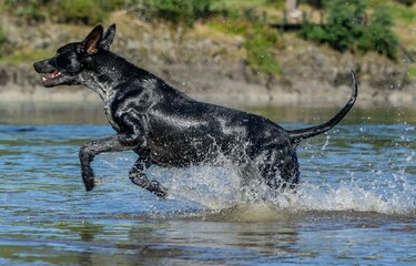 Europäischer Schlittenhund