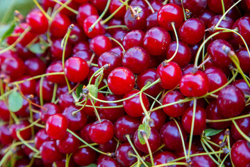 Cherry background. Natural farm berry. Red food background