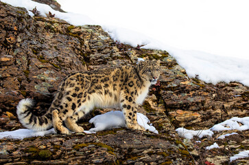 Snow leopard (Panthera uncia) walking on a rocky cliff in winter © Jim Cumming