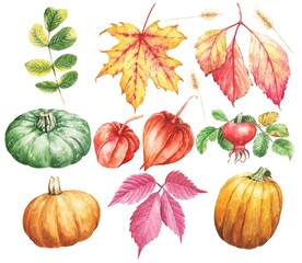 Watercolor fall season botanical illustration, pumpkins, dog rose, maple leaf and winter cherry. Watercolour floral set isolated on white background.