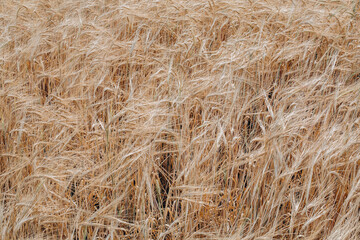 Wheat field. Ears of golden wheat close up. Background of ripening ears of meadow wheat field. Rich harvest