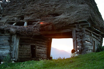 Dog in sunset light near an old hovel.