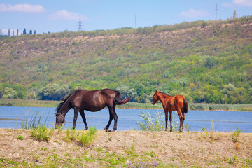 Mare and foal grazing on the riverside