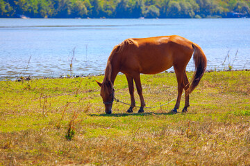 Young mare grazing on the riverside . Horse on the river shore 