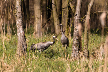 Żuraw zwyczajny Grus grus spaceruje w słonecznym lesie, zielona ostoja żurawia, ekosystem © PeterG