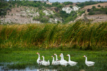 White goose. Swimming Geese. Domestic geese swim in the pond. Flock of geese on the river