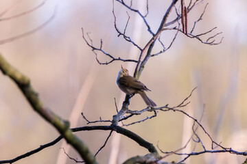 Ptak Pierwiosnek zwyczajny (Phylloscopus collybita) na gałęzi, poranna gimnastyka, piękny śpiew