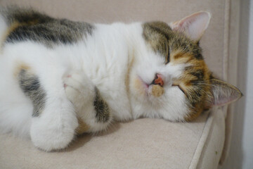 multicolored kitty lying on the couch