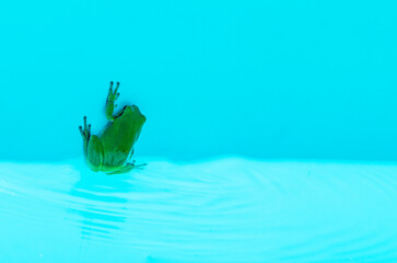 Frog perched on on a blue wall
