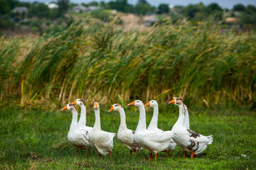 White goose. Swimming Geese. Domestic geese swim in the pond. Flock of geese on the river