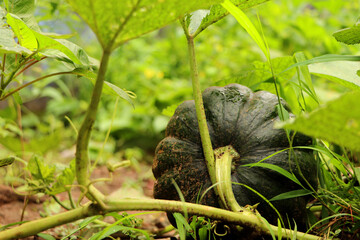 Home Grown Organic Pumpkin on vegetable garden. The green juicy ripening pumpkin on the kitchen garden