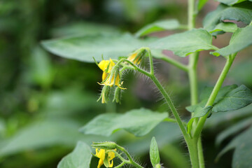 Yellow flowers of tomatoes over blurry background