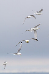 Flock of black-legged Kittiwakes (Rissa tridactyla) in flight.