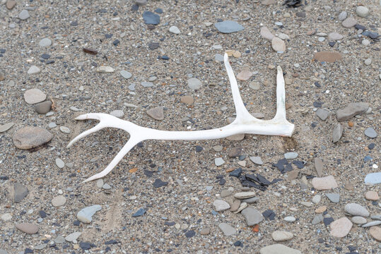 Antler on ground from a Svalbard Reindeer (Rangifer tarandus platyrhynchus) a subspecies of  reindeer found in the Svalbard archipelago of Norway.
