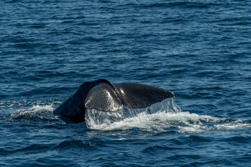 Sperm Whale (Physeter macrocephalus) displaying it's tail (flukes) as it dives from the surface of the Sea of Cortez (Bay of California).