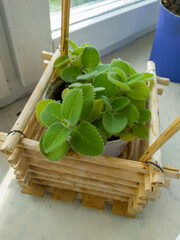 Arabic mint on bamboo basket © Krzysztof