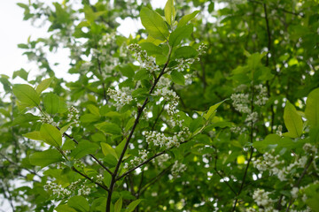 Fototapeta na wymiar Bird cherry, Prunus padus small deciduous tree, spring