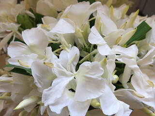 Ginger Lily are blooming in summer design for good flavor