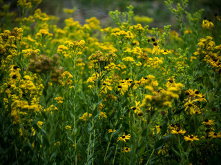 Beautiful colored flowers in field of Botanical garden in Prague, Czech Republic, Europe. Summer vibes slowly move to autumn and flowers change with season.