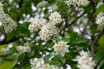 Fototapeta premium European bird cherry blossoms. Blooming Prunus padus, known as bird cherry, carcass, strawberry or Mayday tree.