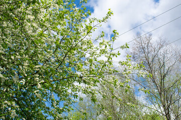 Selective focus white flowers of Prunus padus (bird cherry) fully blooming on a tree with blue sky as a background