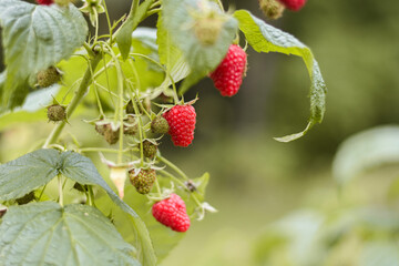 Fresh red ripe raspberries straight from the bush on a green background