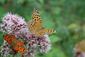 Schmetterlinge auf einer wilden Blume