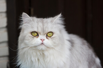 close up of cat kitten