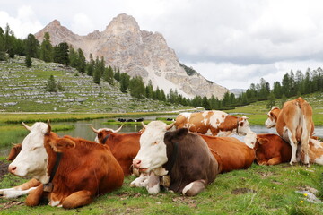 Fototapeta na wymiar Cows grazing in moutain meadows