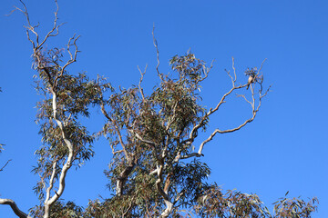 bird in tree branches against the sky