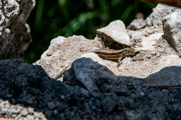A brown gecko lizard laying in the sun