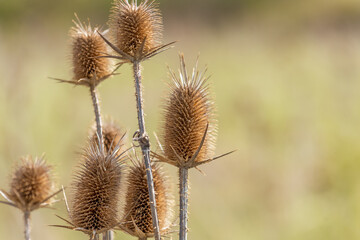 Dried plant on the background of the winter sky. Onopordum acanthium.