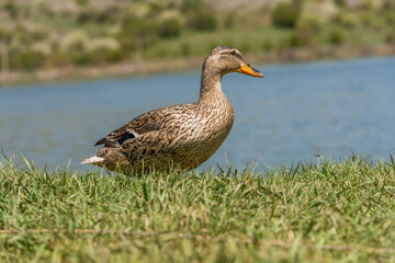 Fototapeta premium Duck on grass.