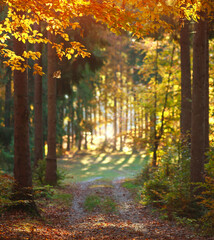 Road to the autumn colorful forest in the sunlight