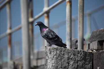 pigeon