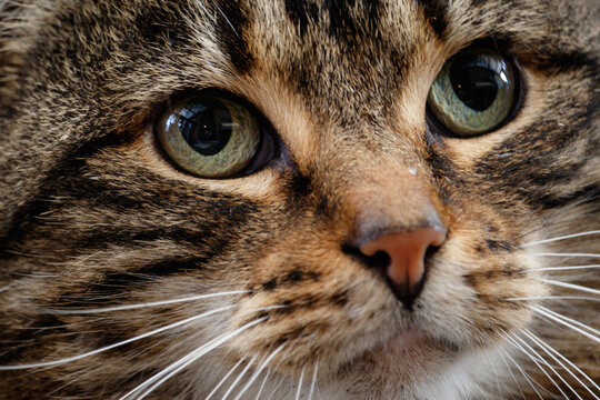 close up portrait of a pet cat