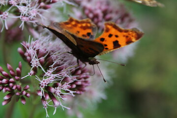 Schmetterlinge auf einer wilden Blume