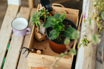 Top view box with gardening tools. Wooden box with shovels, flower pot, plant.Gardening, Hobbies, spring activity, country.