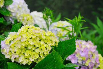 Hydrangea flower