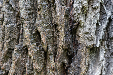 Texture of old tree bark