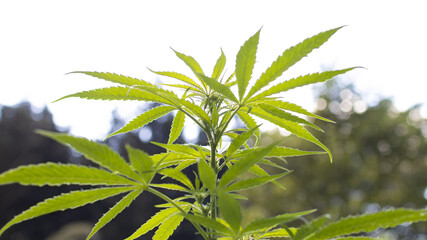 Photo of marijuana on a meadow in the forest